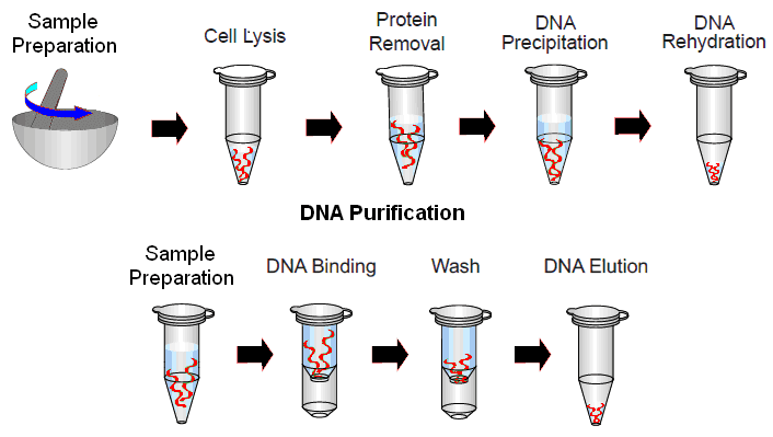DNA Purification