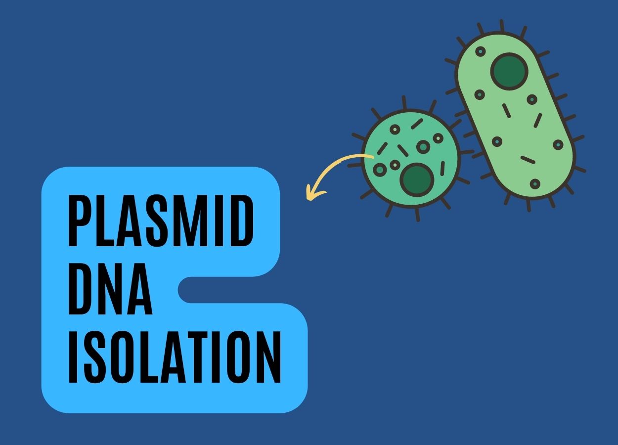 Plasmid DNA Isolation
